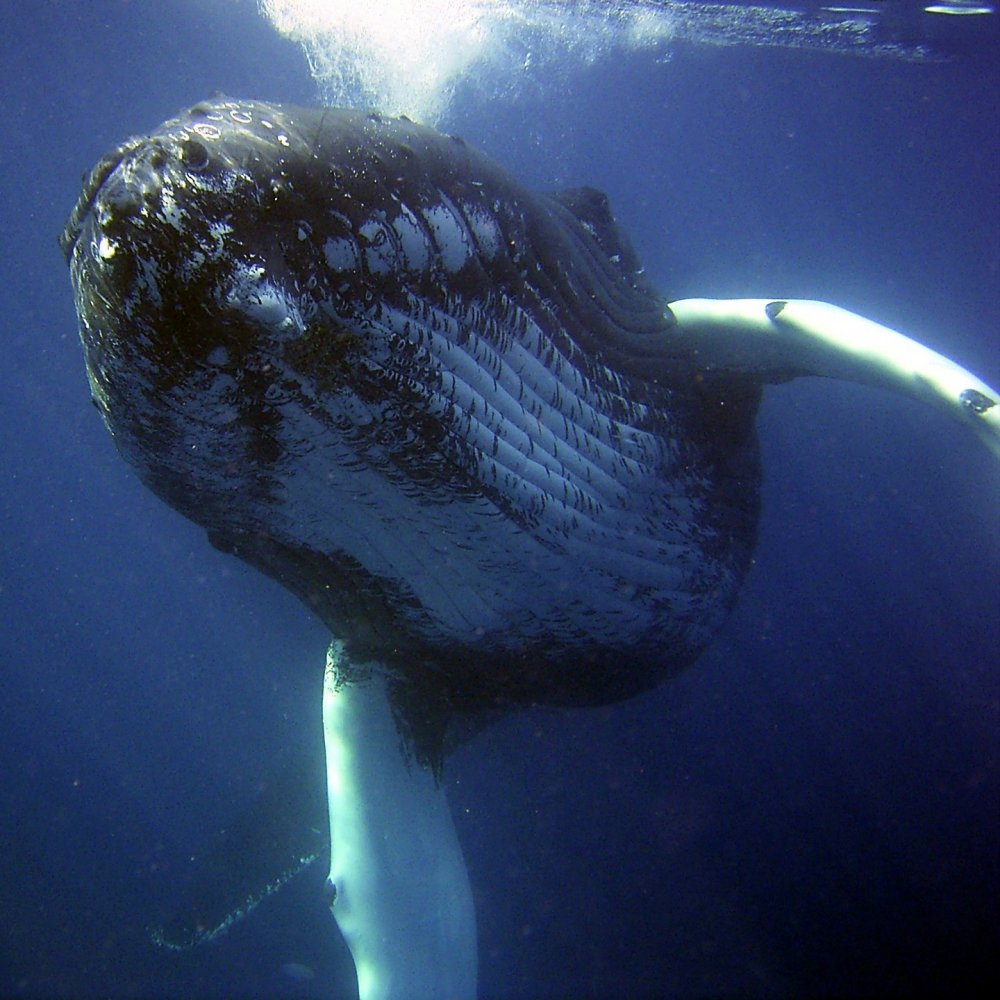 Kategorie: Felietony – O czym śpiewają wieloryby?