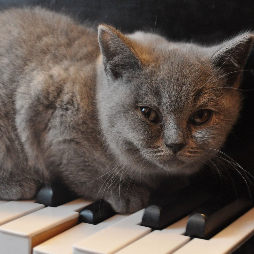 Kategorie: Meandry – Nora „The Piano Cat”, pies kreator, wieloryby. Zwierzęta mają głos