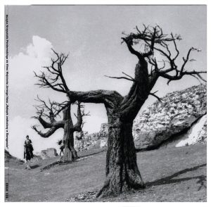 drzewa bez liści, w tle człowiek na wierzchowcu